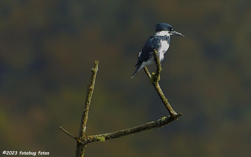 Belted Kingfisher