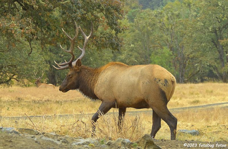 Bull Elk (Wapiti)