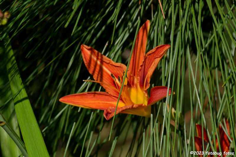 Delightful Day Lily