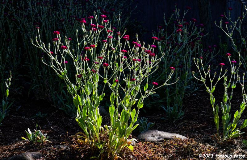 Rose Campion, Also Called Mullein Pink