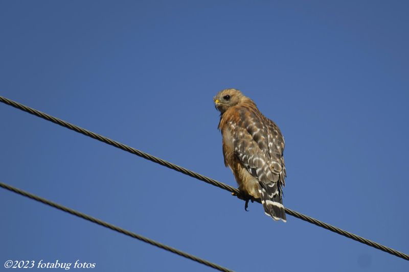 Red-shouldered Hawk Hunting From a Wire