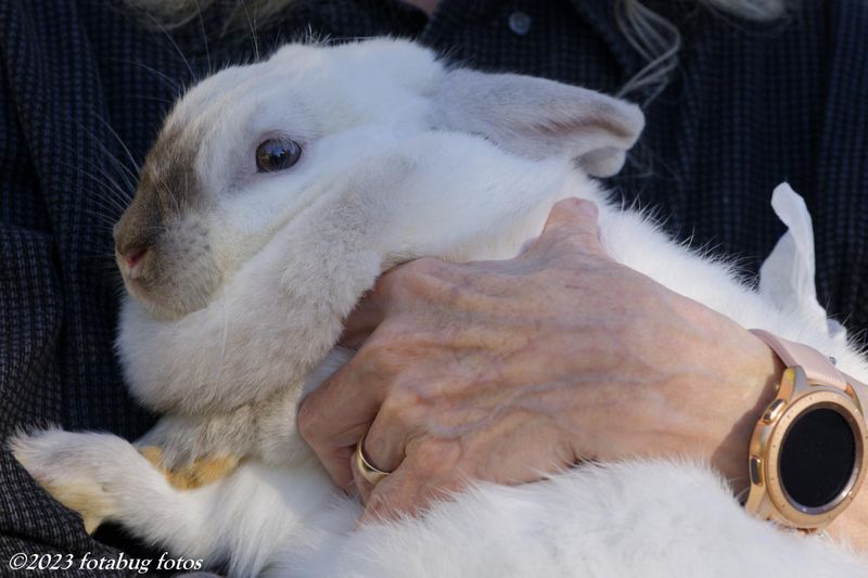 Carol and the Rabbit