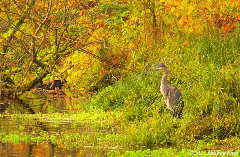 Great Blue Heron At Delta Ponds