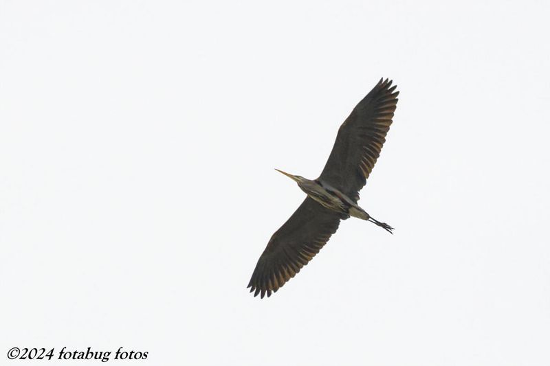 Great Blue Heron Overhead