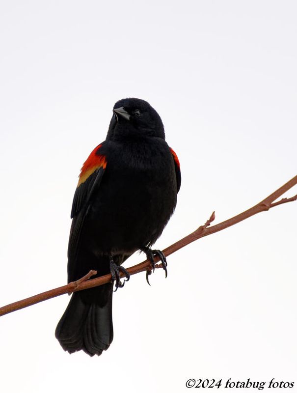 Red-wing Blackbird