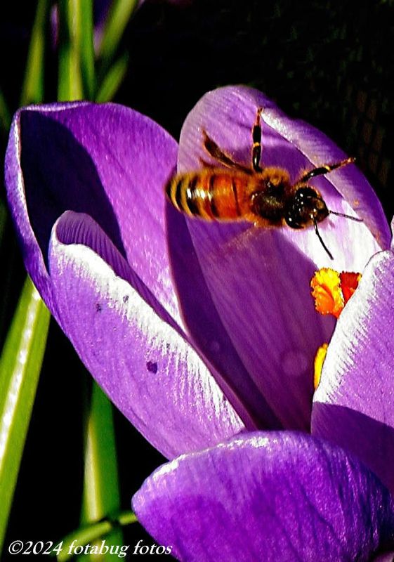 Bee On Tulip