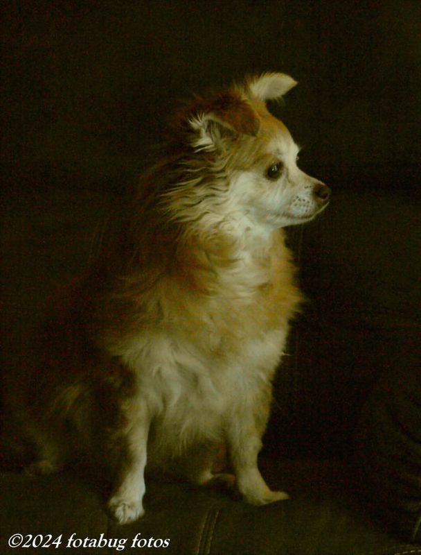 Portrait of Dolly
