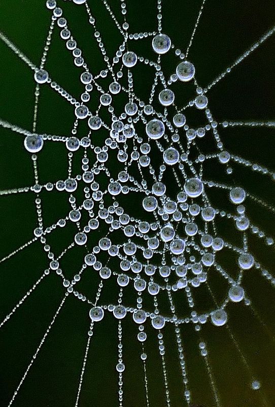 The beautiful designs in nature - Spiderweb
