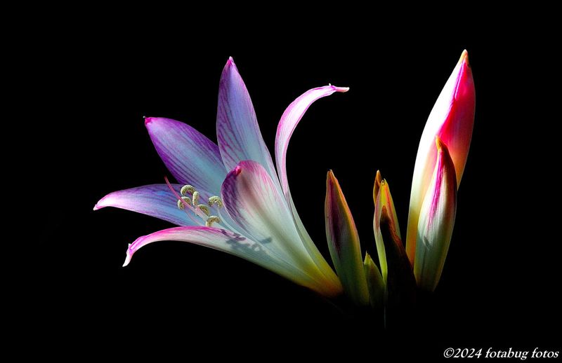 Belladonna Lily