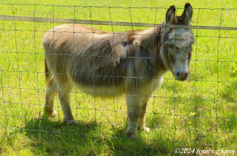 Donny Wants Some Hay!