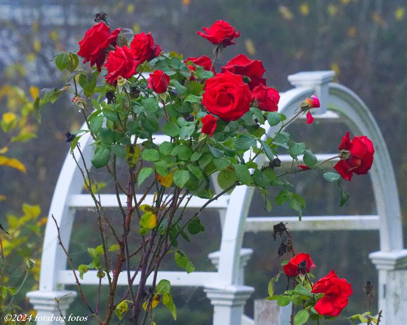 We Still Have Roses!