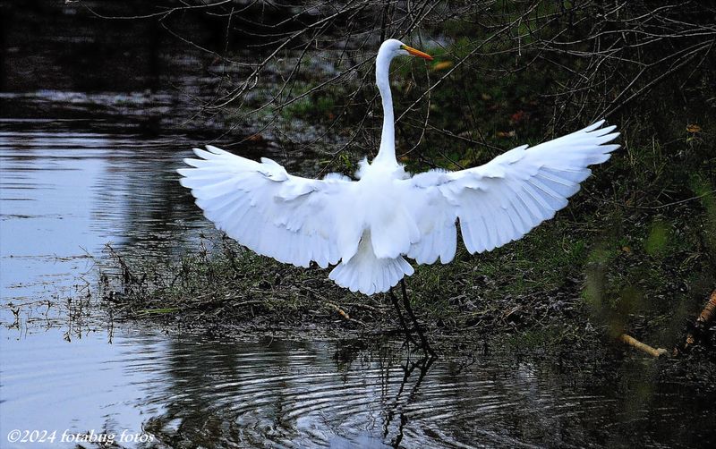 A Favorite, The Great Egret!