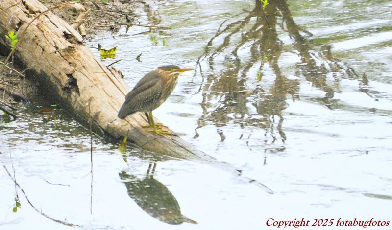 Green Heron at Delta Ponds