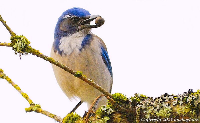 Western Scrub Jay