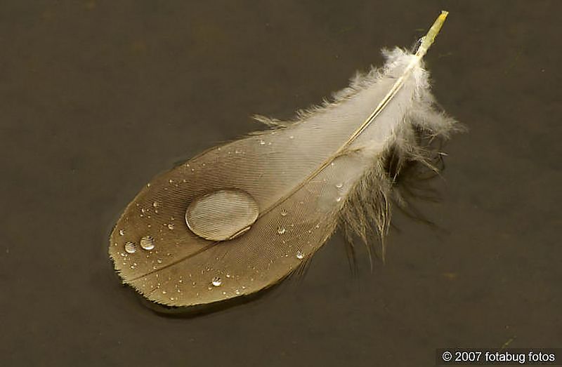 Water Drop on Feather