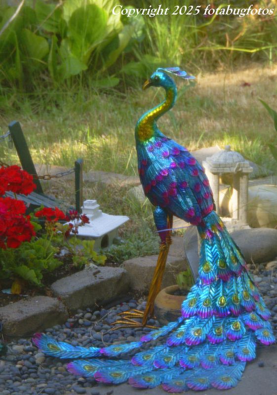 Look at What Landed in Our Yard!