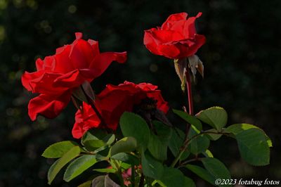 g13/66/444766/3/174133687.46ea5ef0.JPEG