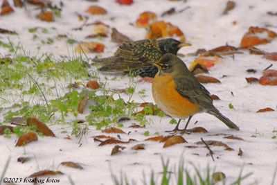 What Is The Saying About Birds?