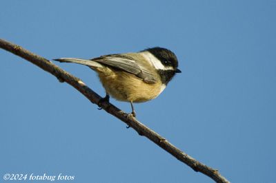 Black-capped Chickadee