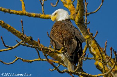 Bald Eagle at Delta Ponds