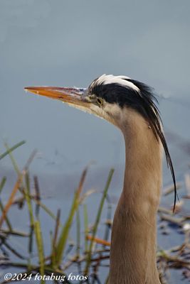 Great Blue Heron at Kirk Park
