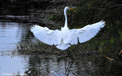 A Favorite, The Great Egret!