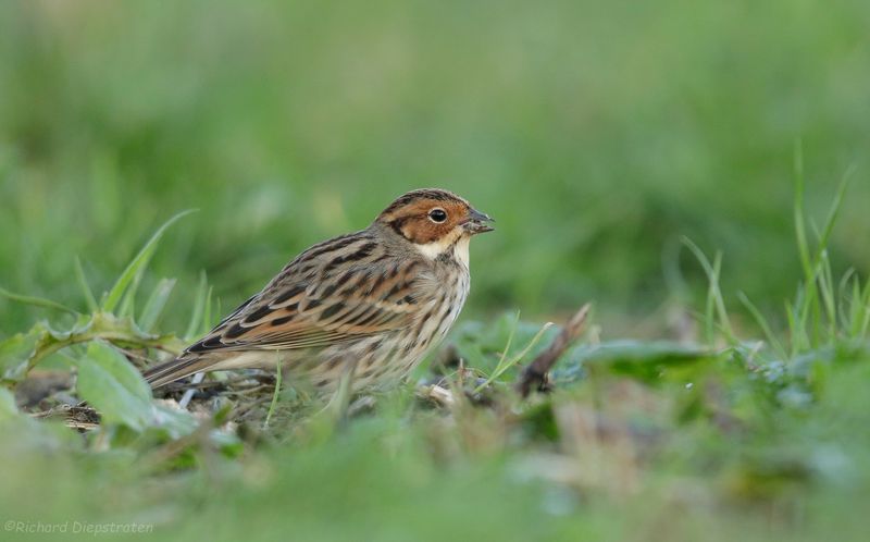 Dwerggors - Emberiza pusilla - Little Bunting
