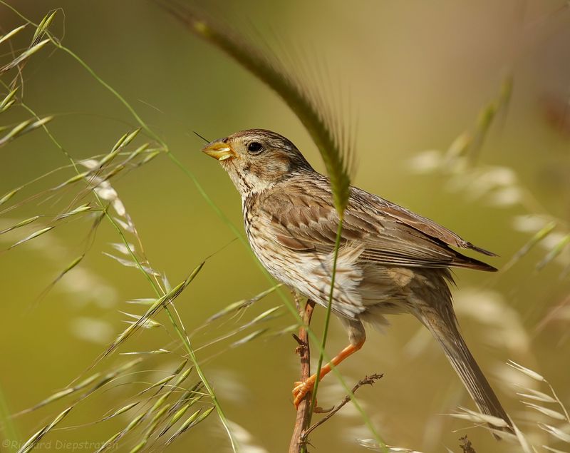 Grauwe Gors - Emberiza calandra - Corn Bunting