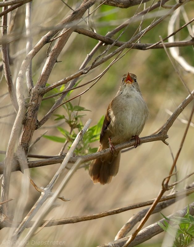 Cettis zanger - Cettia cetti - Cettis Warbler