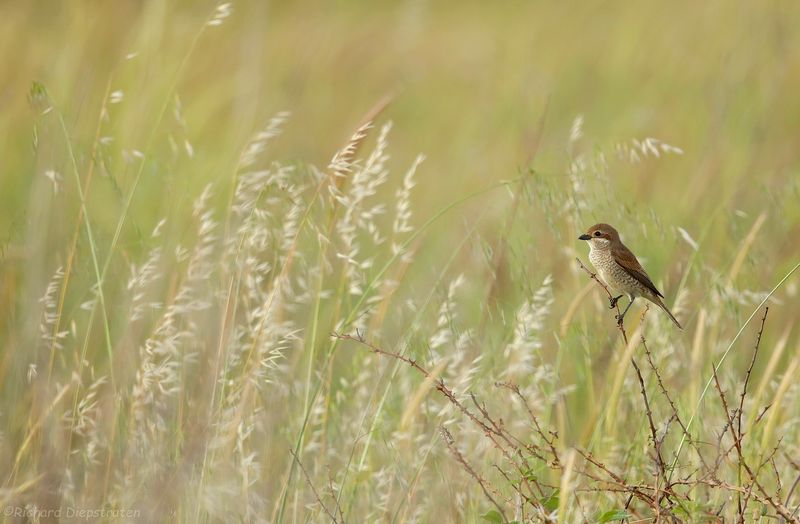 Grauwe Klauwier - Lanius collurio - Red-backed Shrike