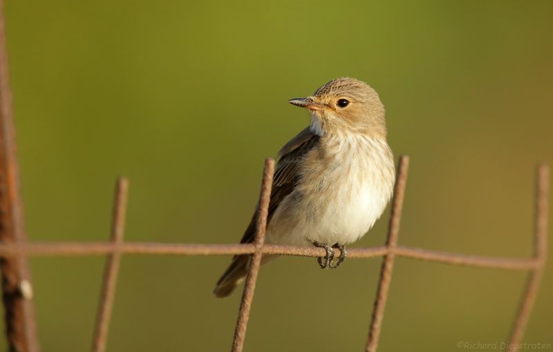 Grauwe Vliegenvanger - Muscicapa striata - Spotted Flycatcher