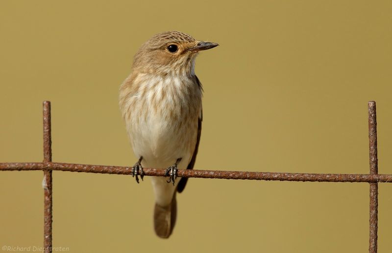 Grauwe Vliegenvanger - Muscicapa striata - Spotted Flycatcher