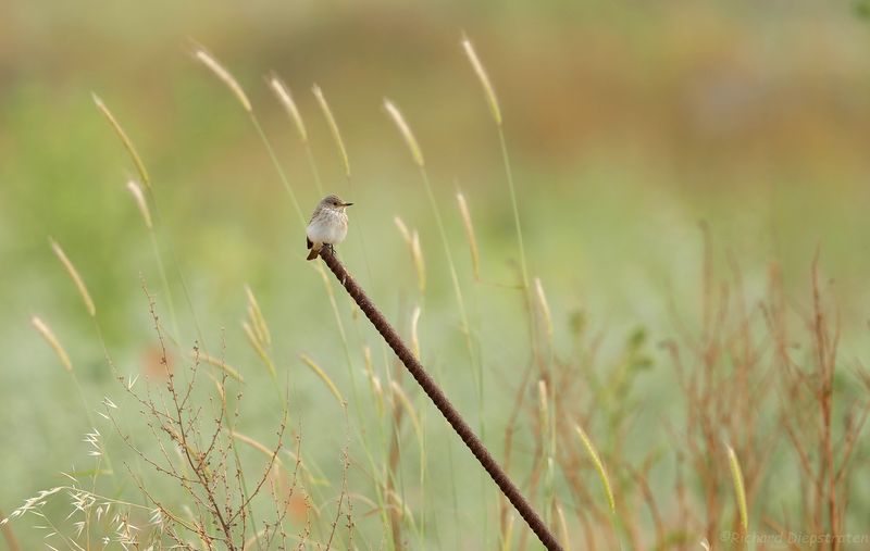 Grauwe Vliegenvanger - Muscicapa striata - Spotted Flycatcher
