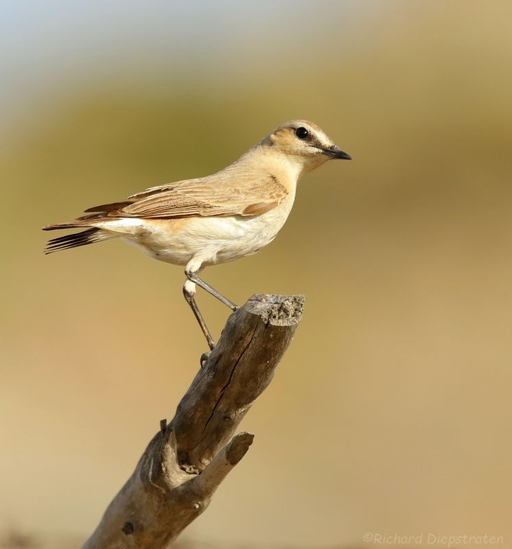 Izabeltapuit - Oenanthe isabellina - Isabelline Wheatear