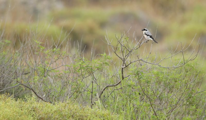 Kleine Klapekster - Lanius minor - Lesser Grey Shrike