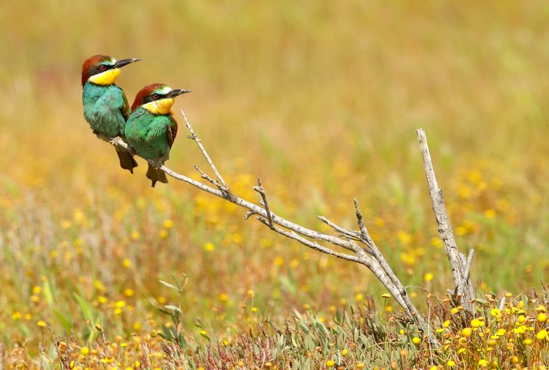 Bijeneter - Merops apiaster - Bee-eater