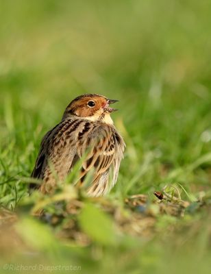 Dwerggors - Emberiza pusilla - Little Bunting