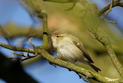 Humes Bladkoning - Phylloscopus humei - Hume's Leaf Warbler