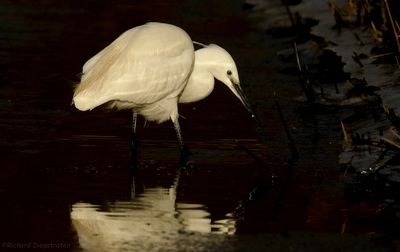 Kleine Zilverreiger - Egretta garzetta - Little Egret