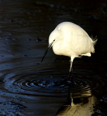 Kleine Zilverreiger - Egretta garzetta - Little Egret