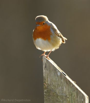 Roodborst - Erithacus rubecula - Robin