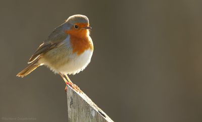 Roodborst    -    Robin