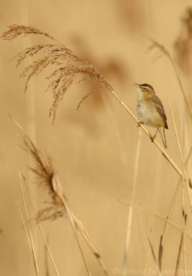 Rietzanger - Acrocephalus palustris - Marsh Warbler