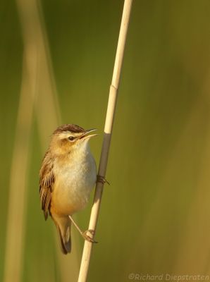 Rietzanger - Acrocephalus palustris - Marsh Warbler