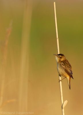 Rietzanger - Acrocephalus palustris - Marsh Warbler