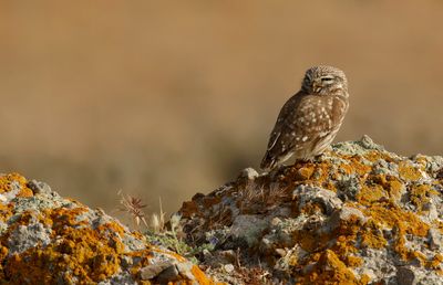 Steenuil - Little Owl