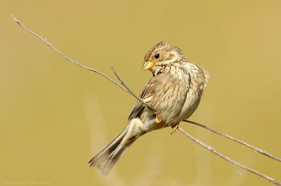 Grauwe Gors - Corn Bunting