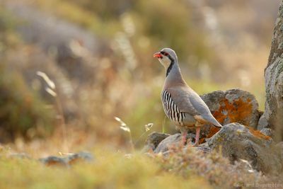 Aziatische Steenpatrijs - Chukar Partridge