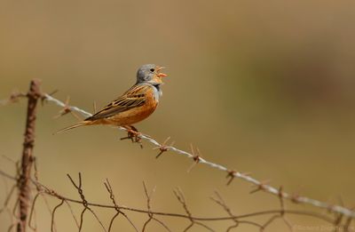 Bruinkeelortolaan - Cretzschmar's Bunting