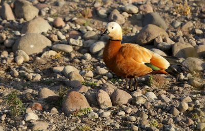 Casarca - Ruddy Shelduck